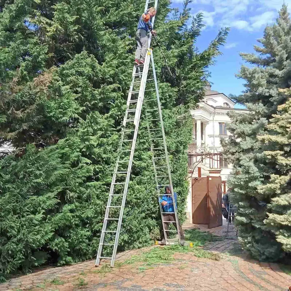 Стрижка живых изгородей Фото-2