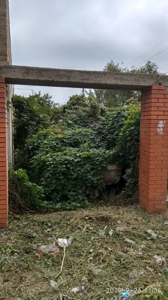 Зняття плющів з будівель і стрижка Фото-1