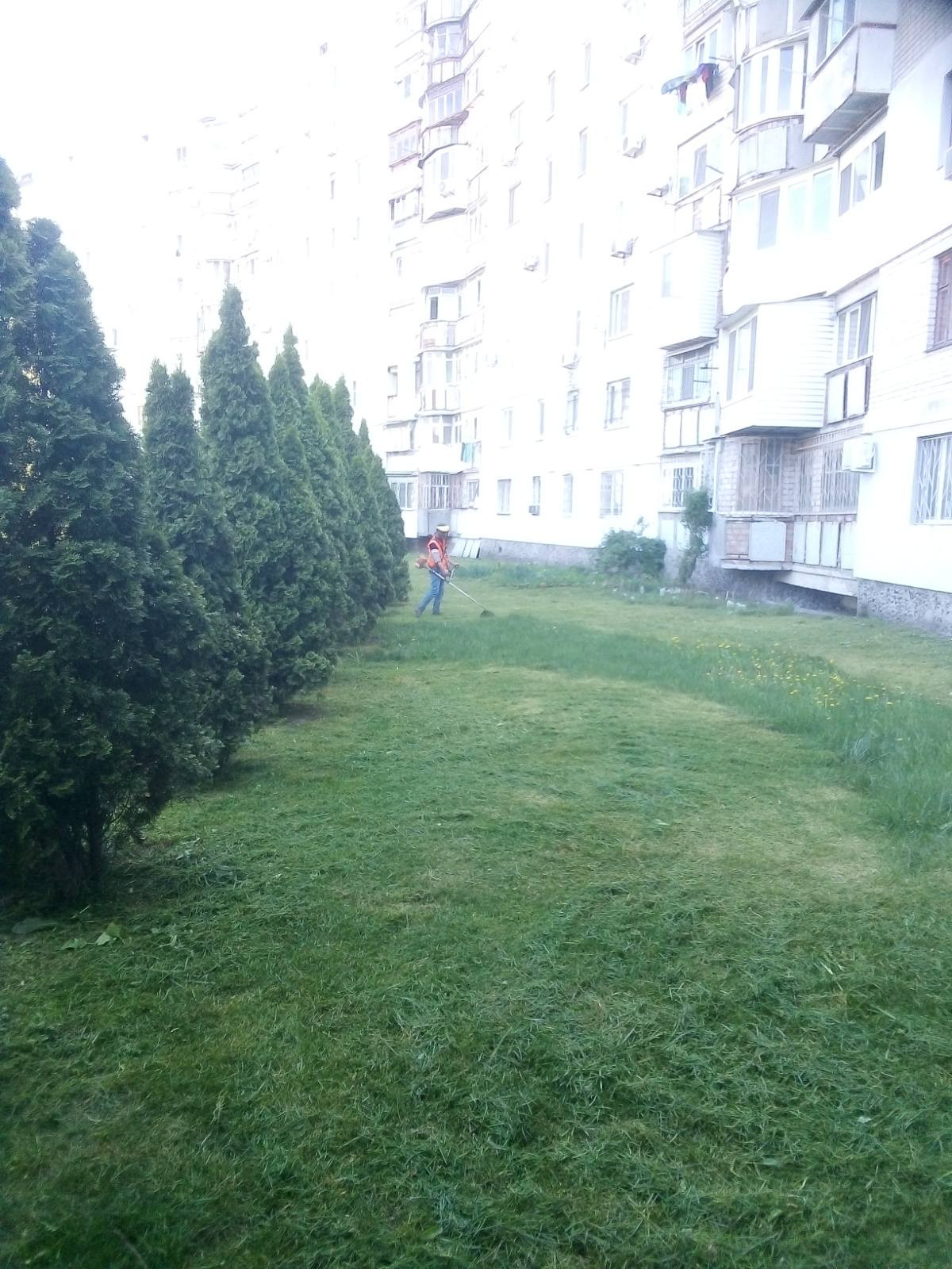 Обрезка хвойных кустарников Фото-11