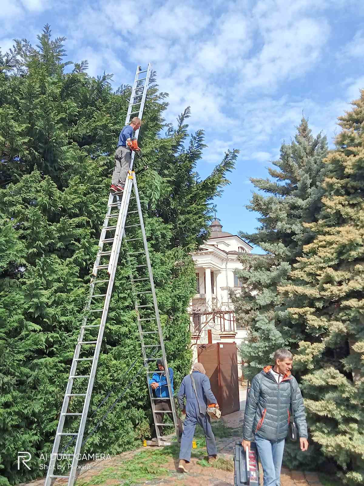 Обрізка хвойних дерев Фото-1